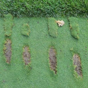 golf-divots-green